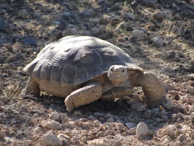 img of The Irreversible Betrayal: Steve Pearce's Nomination and the Fight for Nevada's Public Lands