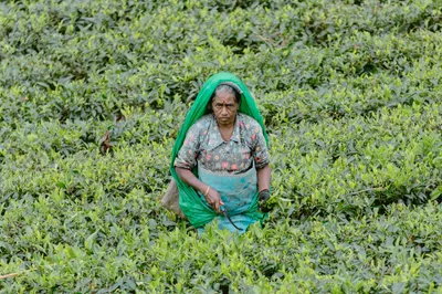 img of Centuries of Exploitation: The Unending Plight of Tamil Tea Plantation Workers in Sri Lanka