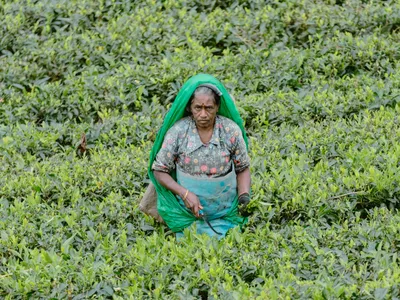 img of Centuries of Exploitation: The Unending Plight of Tamil Tea Plantation Workers in Sri Lanka
