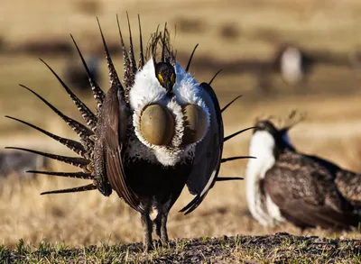 img of The Sacrifice of Sage-Grouse: How Land Management Decisions Threaten an Iconic Species and Democracy's Environmental Foundations