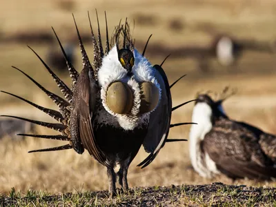 img of The Sacrifice of Sage-Grouse: How Land Management Decisions Threaten an Iconic Species and Democracy's Environmental Foundations