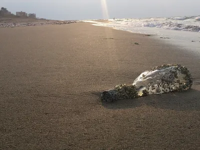 img of The Dying Caspian: How Western Imperialism is Drowning the Global South in Ecological Crisis