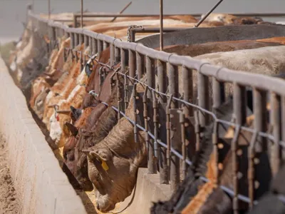 img of The Silent Threat: How Factory Farms Are Allowed to Hide Dangerous Pollution from Communities