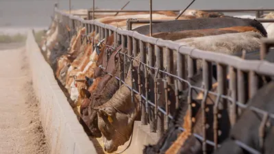 img of The Silent Threat: How Factory Farms Are Allowed to Hide Dangerous Pollution from Communities