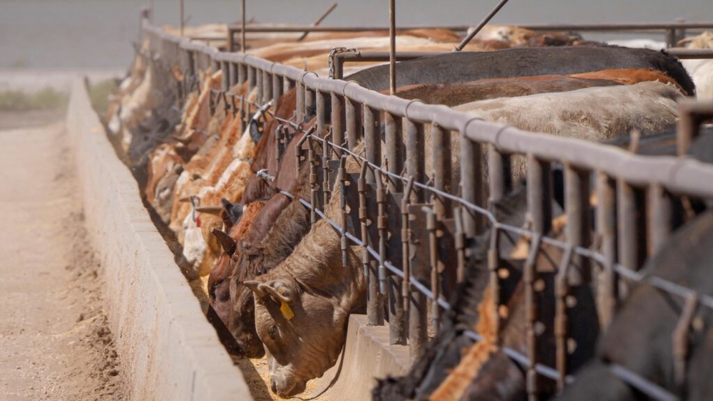 img of The Silent Threat: How Factory Farms Are Allowed to Hide Dangerous Pollution from Communities