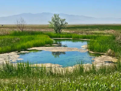 img of The Railroad Valley Toad: A Constitutional Crisis in a Tiny Pond