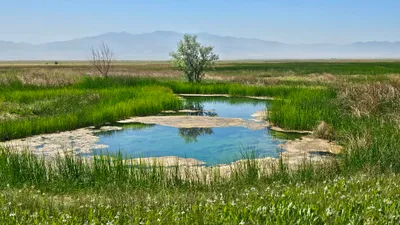 img of The Railroad Valley Toad: A Constitutional Crisis in a Tiny Pond