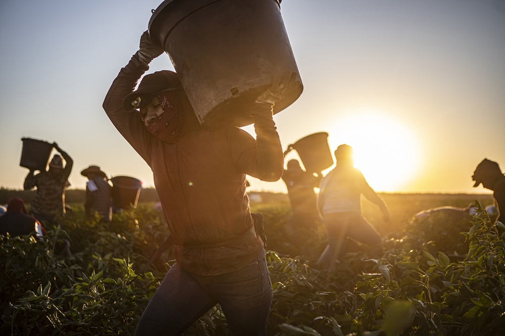 img of The Healthcare Exodus: How Immigration Fears Are Denying Basic Medical Care to California's Farmworkers