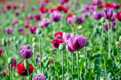 img of The Geopolitical Opium Shift: How Western Disruptions Fuel Balochistan's Narcotics Surge