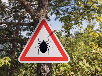 img of The Silent Epidemic: Lyme Disease's Alarming Expansion Into Nevada Demands Immediate Action