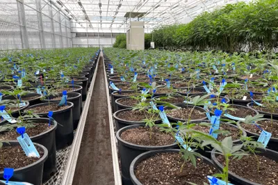 img of The Dangerous Erosion of Cannabis Regulation: How Corporate Interests Threaten Missouri's Legal Framework