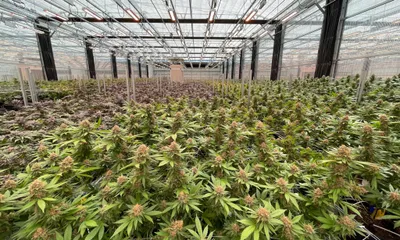 img of The Missouri Marijuana Money Crisis: A Betrayal of Democratic Will and Constitutional Principles