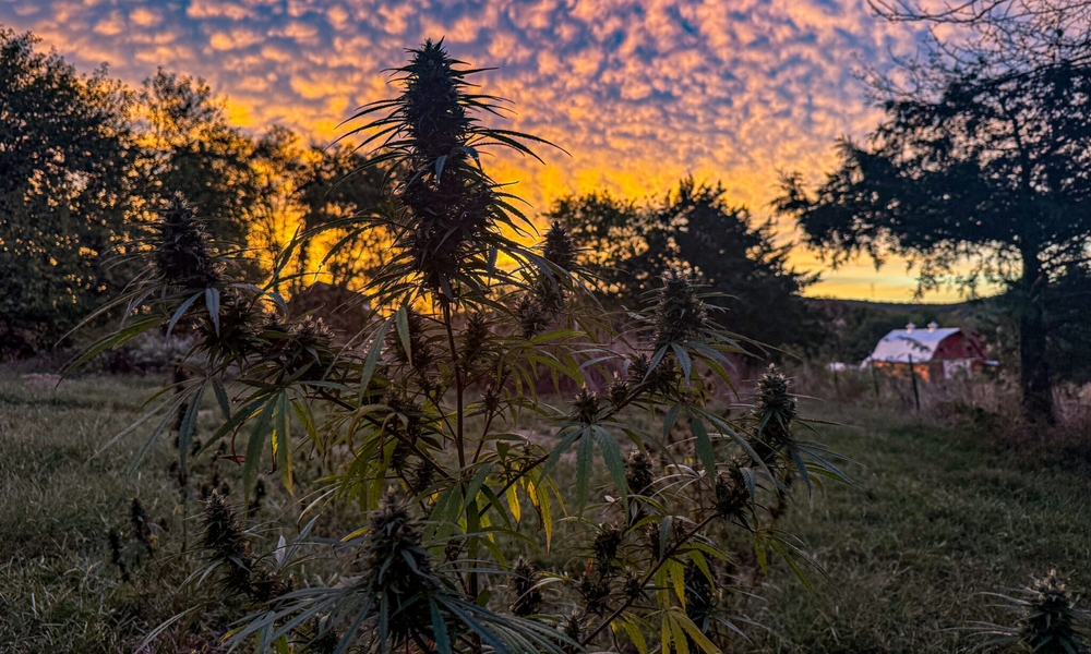 img of Regulatory Chaos: The Federal-State Clash Over THC Limits Threatens Missouri's Hemp Industry