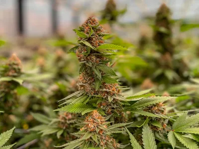 img of Missouri's Cannabis Equity Program Betrayal: How Predatory Contracts Undermine Social Justice