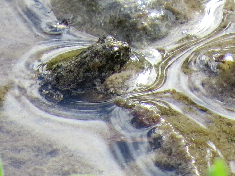 img of The Silent Extinction: How Bureaucratic Delays Threaten Nevada's Rare Species