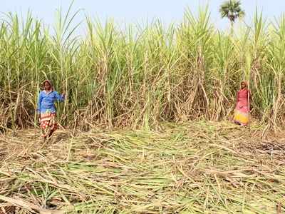 img of The Surgical Scars of Capital: How Maharashtra's Sugar Industry Carves Profit from Women's Bodies