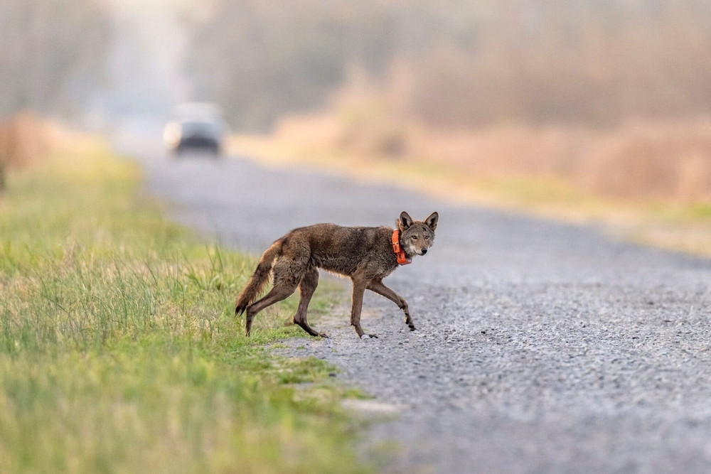 img of The Assault on America's Environmental Legacy: Trump's Endangered Species Act Rollbacks