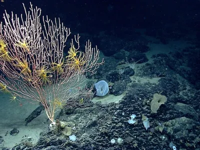 img of The Assault on Marine Protection: Trump's Reckless Opening of Protected Ocean Waters