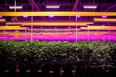 img of The Cannabis Rescheduling Shift: A Partial Victory in America's Long Drug Policy Journey