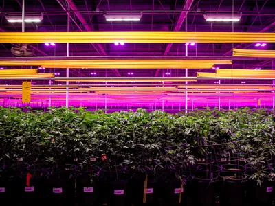 img of The Cannabis Rescheduling Shift: A Partial Victory in America's Long Drug Policy Journey