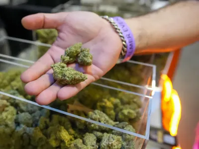 img of The Risky Gambit: Trump's Cannabis Reclassification and Medicare CBD Proposal