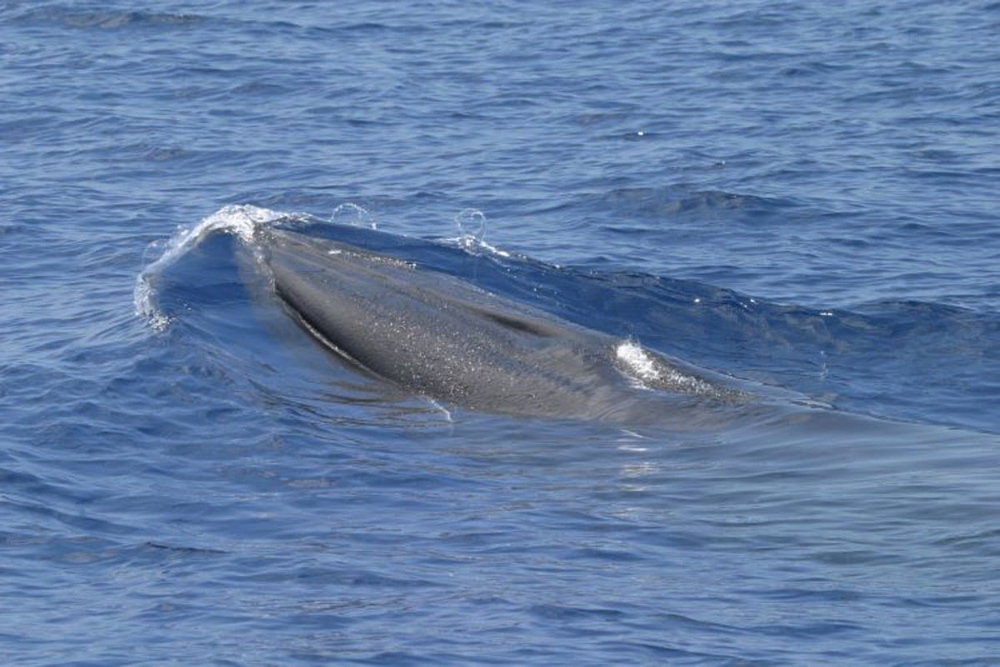 img of The God Squad's Gavel: Trading a Whale's Existence for a Barrel of Oil
