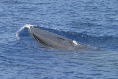 img of The God Squad's Gavel: Trading a Whale's Existence for a Barrel of Oil