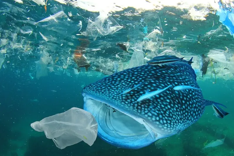 img of A Tidal Wave of Hope: The High Seas Treaty and the Fight for Our Planet's Future